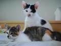 12-tyg. kotki do adopcji - śliczna tri i biały kocurek z czarnymi łatkami